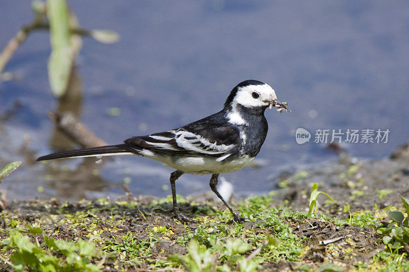 花斑鹡鸰（Motacilla alba yarelli）